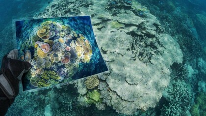 Gli idrocarburi policiclici aromatici sono largamente presenti in mare e rappresentano un potenziale rischio per la fauna marina, visti i loro effetti tossici