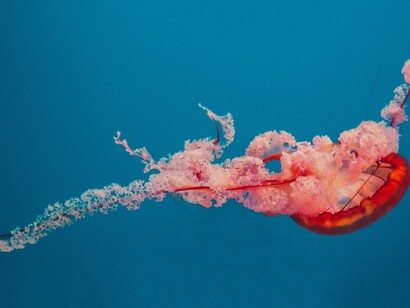 Reconciliados con la gran cadena del ser