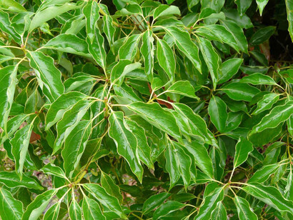 Ravintsara (Cynnamomum camphora)