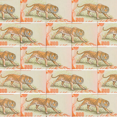 Santiago Montoya, Tiger, Tiger, 2015