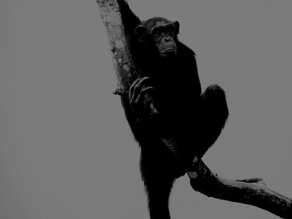 Chimpancé