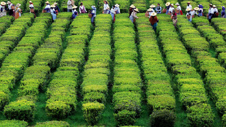 Plantação de chá nos Açores