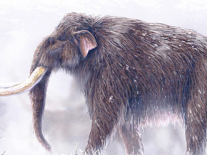 Mammuthus primigenius