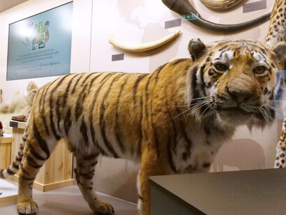 Don't buy their lives. exhibition view. Courtesy of the Latvian National Museum of Natural History