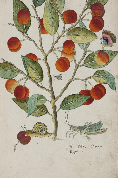 Tradescant’s Orchard. Courtesy of Garden Museum