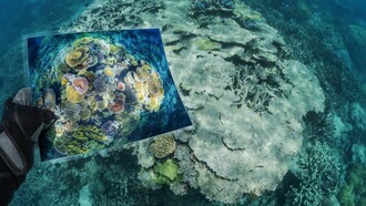 Gli idrocarburi policiclici aromatici sono largamente presenti in mare e rappresentano un potenziale rischio per la fauna marina, visti i loro effetti tossici