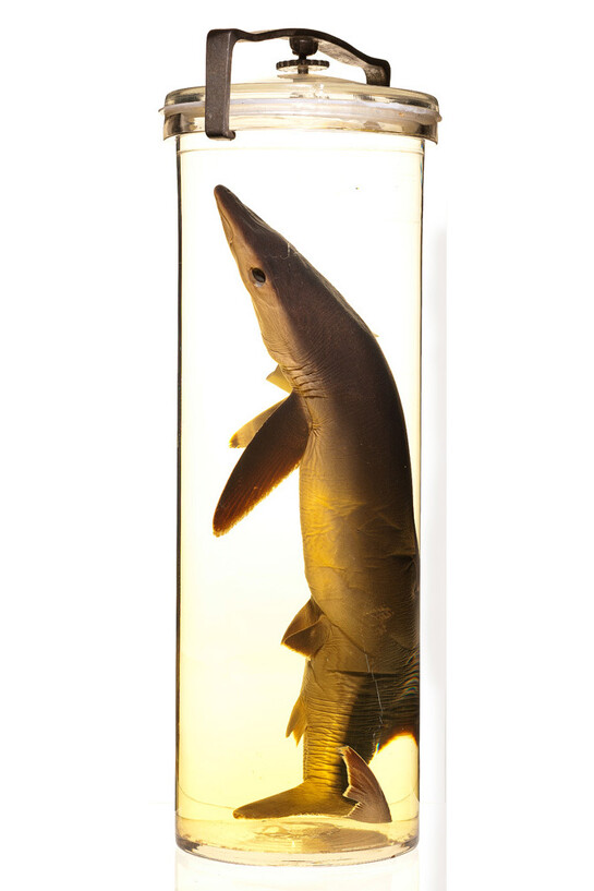 Ichthyology. Courtesy of Royal BC Museum