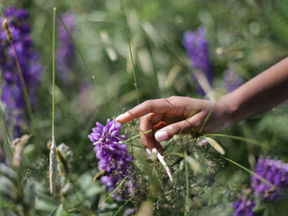 Las hojas de las plantas, al rozar la piel, traen el eco de aventuras infantiles entre ramas y flores silvestres