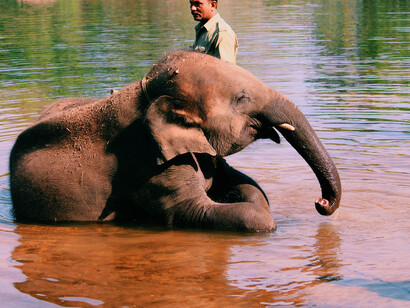 Elephant playing with water