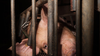 Allevamento intensivo di maiali