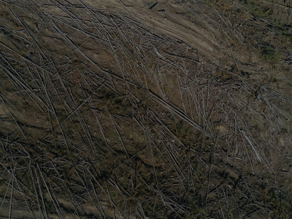In a haunting image of environmental degradation, deforestation is vividly portrayed as a consequence of climate change, revealing the profound loss of the biosphere
