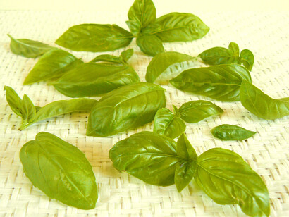 Foglie di basilico