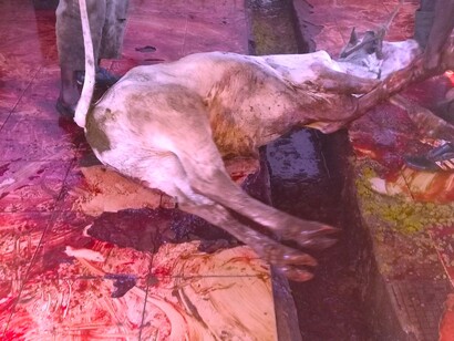 La res cae desplomada