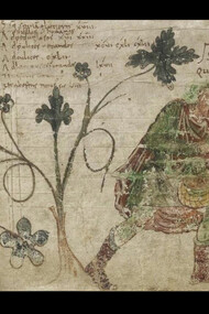 Asclepio scopre la betonica. Da un manoscritto conservato alla Biblioteca Nazionale di Francia