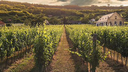 Green-leafed vines flourish in the vineyards of the Veneto region of Italy, a land renowned for its rich tradition of viticulture and winemaking