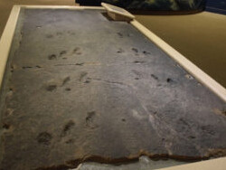 Benedum Hall of Geology. Courtesy of Carnegie Museum of Natural History