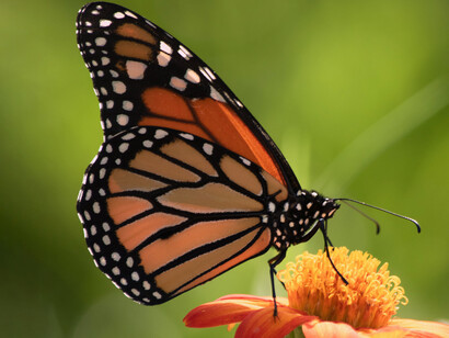 La teoría del efecto mariposa dice que pequeños cambios en las condiciones iniciales son las que crean enormes diferencias respecto al resultado final y no son predecibles