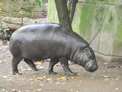 A pygmy hippopotamus in the zoo in Rome