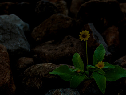 A new flower is being born. My knees have a joint action of giving up and a white flag appeared out of nowhere.