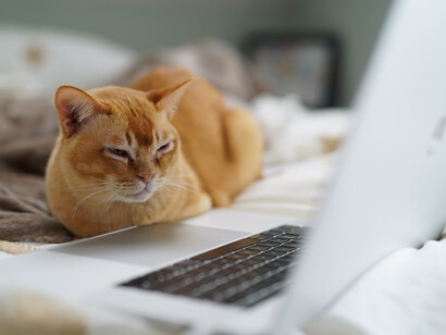 Gato mira fijamente la pantalla del ordenador