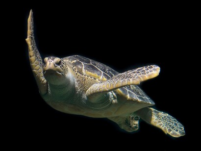 I cambiamenti stanno avvenendo rapidamente per alcune specie