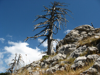Pini loricati sui piani del Pollino, Italia