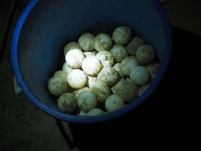 Raccolta di uova da numerare e seppellire nel vivaio, in attesa della schiusa