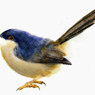 Giorgio Maria Griffa, Ashy Prinia (Prinia socialis), 38 x 56 cm