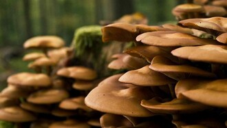 Hongos salvajes en México