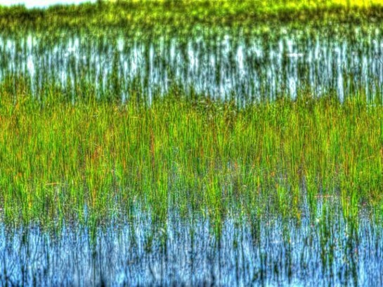 George Ligon, Marsh Grass, Metallic Print on Paper, 14" x 21.5"