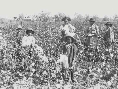African slave workers picking cotton in a white American's plantation