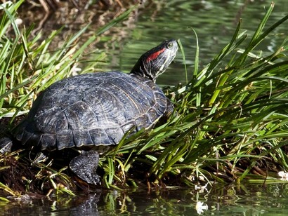 Tartaruga palustre americana