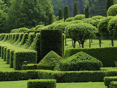 Pruning is an ancient practice
