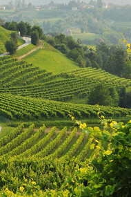 The Prosecco area in Veneto