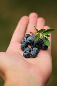 Hands gently holding a handful of fresh blueberries, a fruit packed with antioxidants and vitamins that support heart health, boost immunity, and promote overall wellbeing
