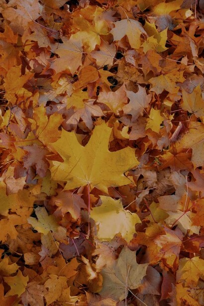 Le foglie gialle e rosse cadute dagli alberi in autunno