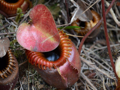 La pianta carnivora Pitcher (Nephentes), che intrappola principalmente insetti