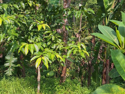 La giungla non te l’aspetti e quando ci sei dentro ti accorgi di aver perso del tutto il senso dell’orientamento. In alto balenano sprazzi di cielo, intorno solo foglie, tronchi, rumori sussurrati, foto di Valeria Caldelli