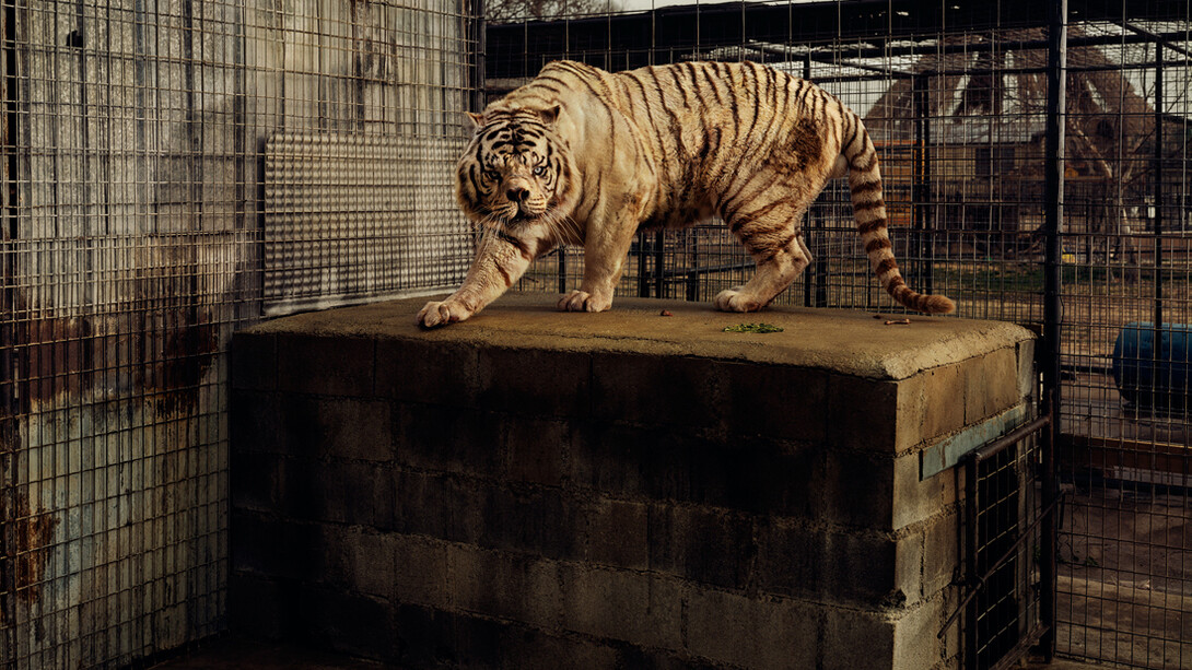Taryn Simon, White Tiger (Kenny), Selective Inbreeding, Turpentine Creek Wildlife Refuge and Foundation, Eureka Springs, Arkansas, An American Index of the Hidden and Unfamiliar, 2007, Chromogenic color print / 94,6 x 113,7 cm framed, Courtesy of the artist © 2014 Taryn Simon