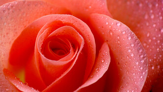 Rosa passione