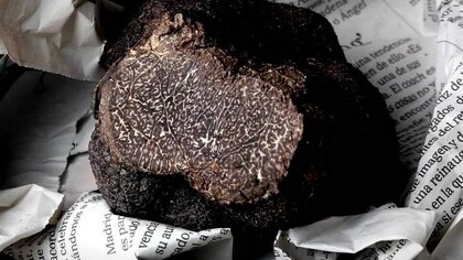 Trufa negra de Aragón