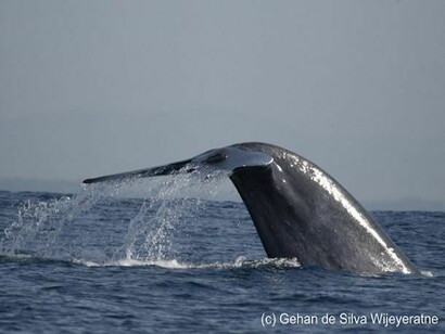 Blue Whale