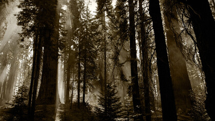 Lo spirito della pineta