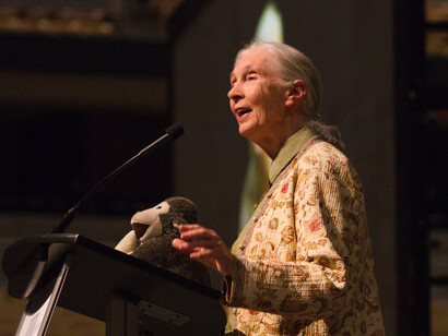 Jane Goodall è una delle studiose di scimmie più conosciute al mondo