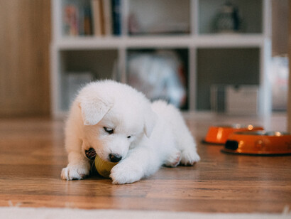 A white puppy chews on this ball as he has a home