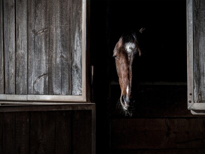 A caballo regalado no le mires el diente