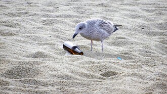 La desolación de la gaviota