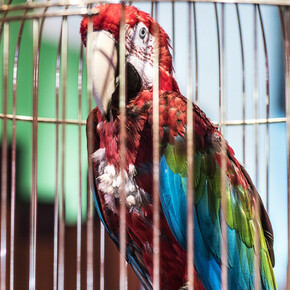Macaws. Courtesy of Museum für Naturkunde