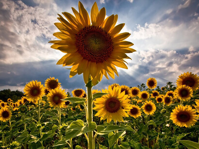 Il girasole, la metamorfosi di Clizia