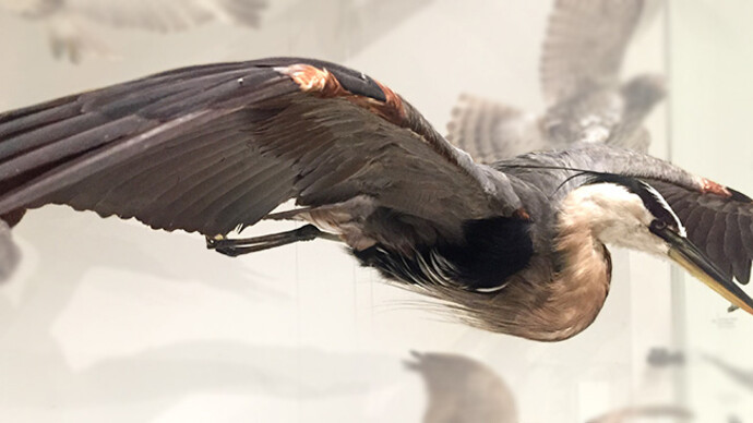 Bird Gallery. Courtesy of Canadian Museum of Nature 